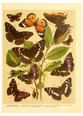 Reproducción/Reproduction 6059073788: Fr. Berge's Schmetterlingsbuch nach dem gegenwärtigen Stande der Lepidopterologie neu bearb. und hrsg. von Professor Dr. H. Rebel ... Stuttgart,E. Schweizerbart,1910
