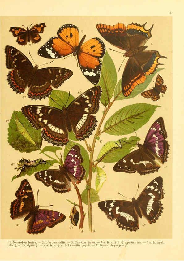 Reproducción/Reproduction 6059073788: Fr. Berge's Schmetterlingsbuch nach dem gegenwärtigen Stande der Lepidopterologie neu bearb. und hrsg. von Professor Dr. H. Rebel ... Stuttgart,E. Schweizerbart,1910