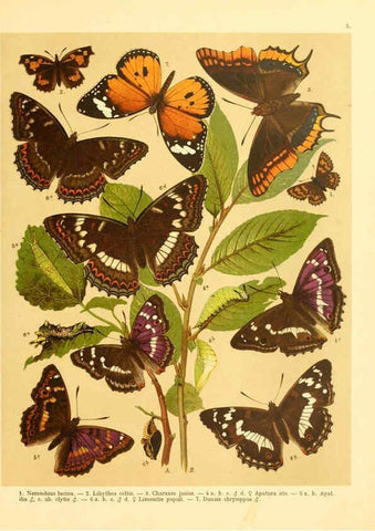 Reproducción/Reproduction 6059073788: Fr. Berge's Schmetterlingsbuch nach dem gegenwärtigen Stande der Lepidopterologie neu bearb. und hrsg. von Professor Dr. H. Rebel ... Stuttgart,E. Schweizerbart,1910
