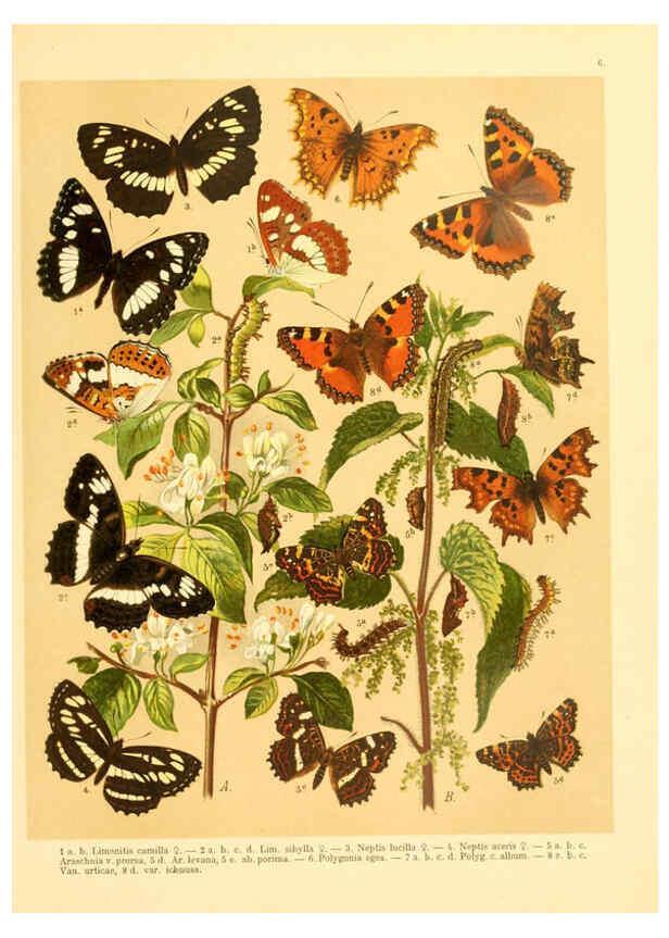 Reproducción/Reproduction 6058526061: Fr. Berge's Schmetterlingsbuch nach dem gegenwärtigen Stande der Lepidopterologie neu bearb. und hrsg. von Professor Dr. H. Rebel ... Stuttgart,E. Schweizerbart,1910