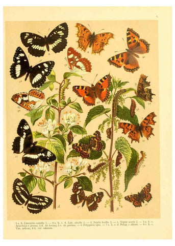 Reproducción/Reproduction 6058526061: Fr. Berge's Schmetterlingsbuch nach dem gegenwärtigen Stande der Lepidopterologie neu bearb. und hrsg. von Professor Dr. H. Rebel ... Stuttgart,E. Schweizerbart,1910
