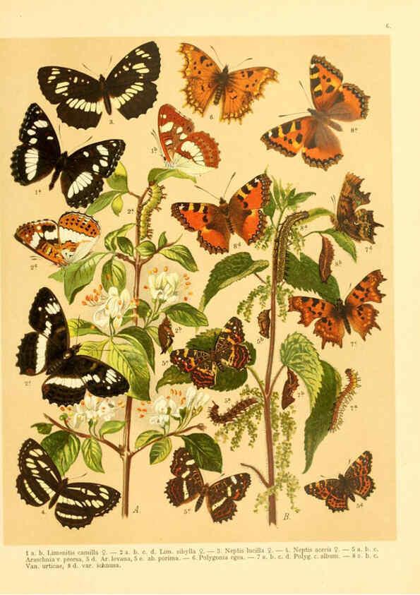 Reproducción/Reproduction 6058526061: Fr. Berge's Schmetterlingsbuch nach dem gegenwärtigen Stande der Lepidopterologie neu bearb. und hrsg. von Professor Dr. H. Rebel ... Stuttgart,E. Schweizerbart,1910