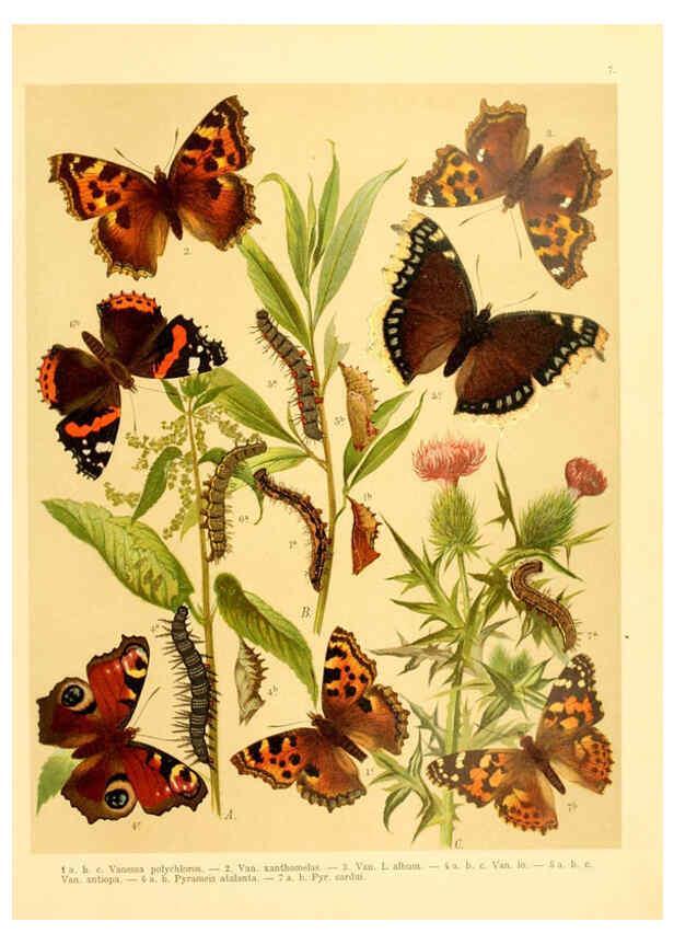 Reproducción/Reproduction 6058526213: Fr. Berge's Schmetterlingsbuch nach dem gegenwärtigen Stande der Lepidopterologie neu bearb. und hrsg. von Professor Dr. H. Rebel ... Stuttgart,E. Schweizerbart,1910