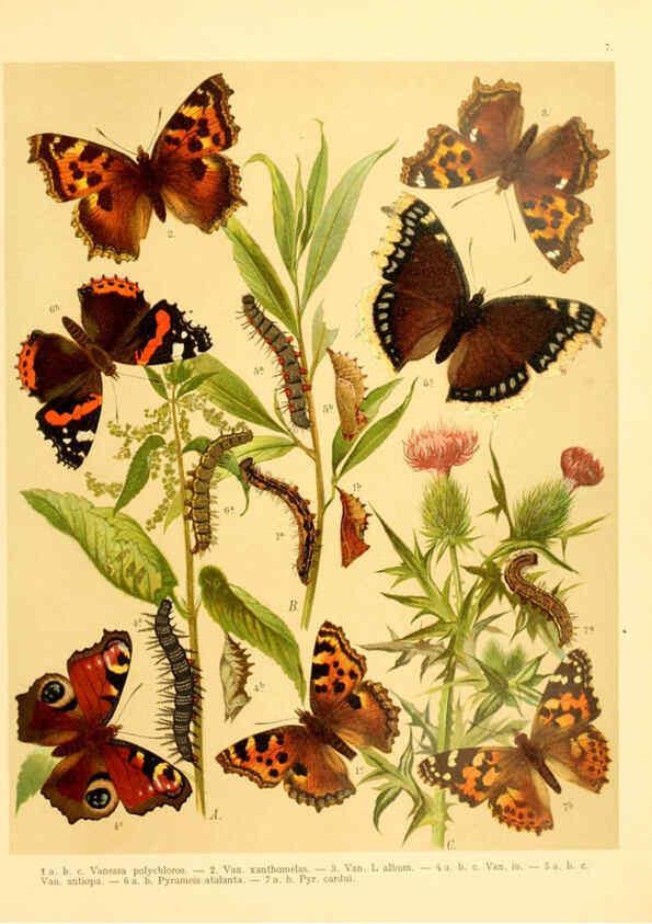 Reproducción/Reproduction 6058526213: Fr. Berge's Schmetterlingsbuch nach dem gegenwärtigen Stande der Lepidopterologie neu bearb. und hrsg. von Professor Dr. H. Rebel ... Stuttgart,E. Schweizerbart,1910
