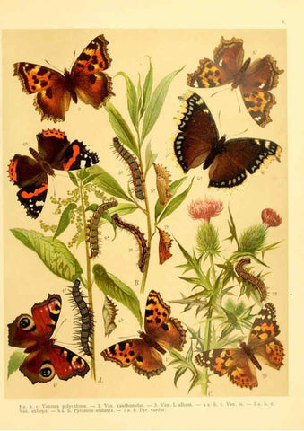 Reproducción/Reproduction 6058526213: Fr. Berge's Schmetterlingsbuch nach dem gegenwärtigen Stande der Lepidopterologie neu bearb. und hrsg. von Professor Dr. H. Rebel ... Stuttgart,E. Schweizerbart,1910