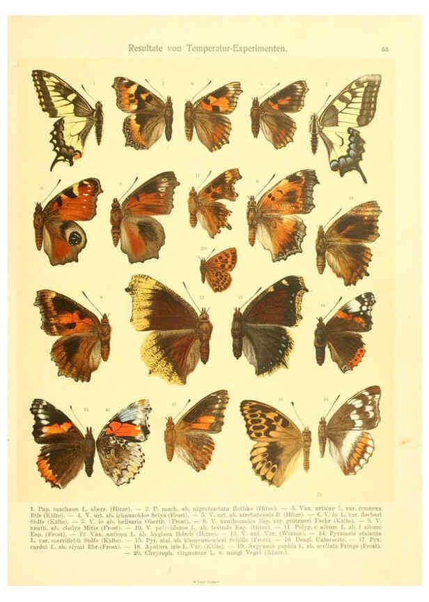 Reproducción/Reproduction 6059070710: Fr. Berge's Schmetterlingsbuch nach dem gegenwärtigen Stande der Lepidopterologie neu bearb. und hrsg. von Professor Dr. H. Rebel ... Stuttgart,E. Schweizerbart,1910