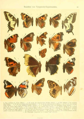 Reproducción/Reproduction 6059070710: Fr. Berge's Schmetterlingsbuch nach dem gegenwärtigen Stande der Lepidopterologie neu bearb. und hrsg. von Professor Dr. H. Rebel ... Stuttgart,E. Schweizerbart,1910
