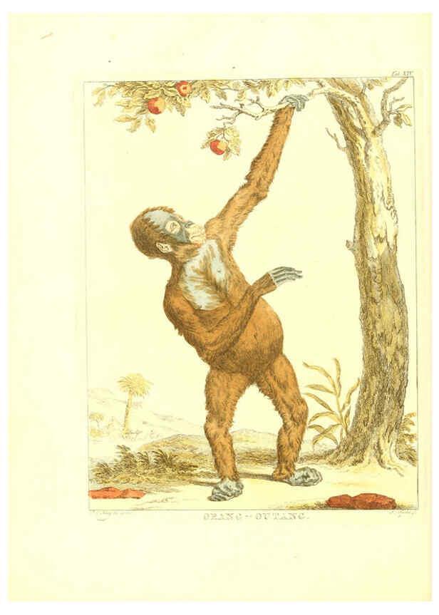 Reproducción/Reproduction 6056164561: Natuurkundige beschryving eener uitmuntende verzameling van zeldsaame gedierten Te Amsterdam :By J.B. Elwe,1804