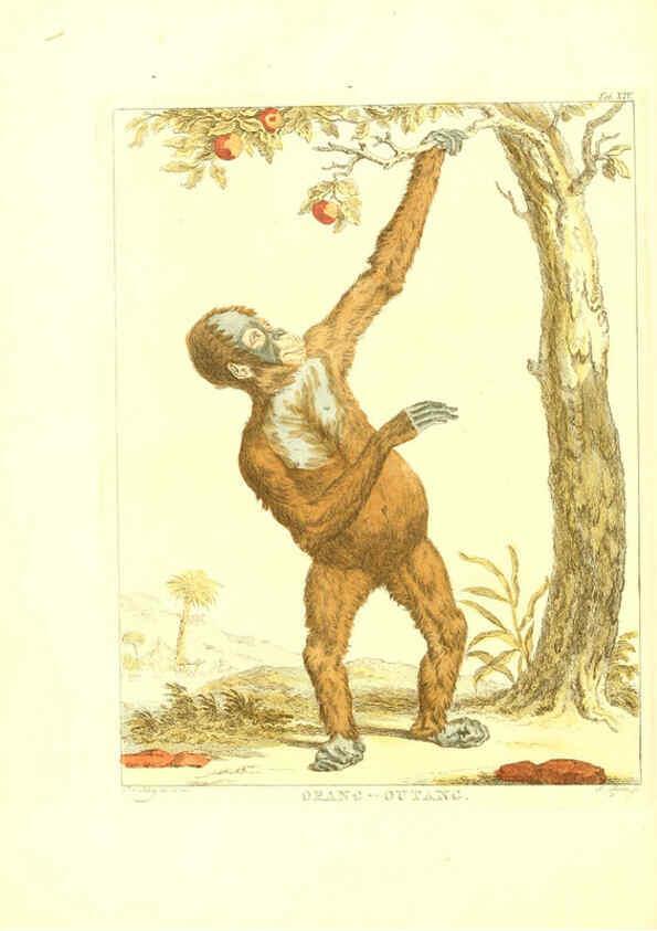 Reproducción/Reproduction 6056164561: Natuurkundige beschryving eener uitmuntende verzameling van zeldsaame gedierten Te Amsterdam :By J.B. Elwe,1804