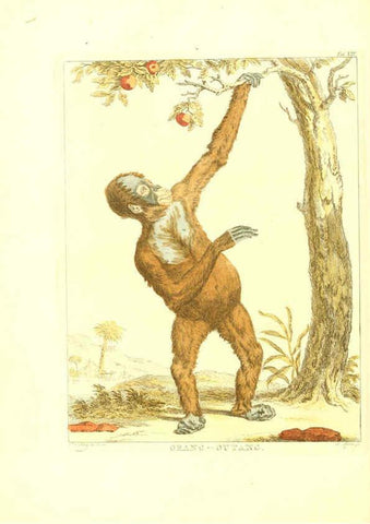 Reproducción/Reproduction 6056164561: Natuurkundige beschryving eener uitmuntende verzameling van zeldsaame gedierten Te Amsterdam :By J.B. Elwe,1804