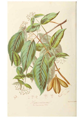 Reproducción/Reproduction 6058484851: Illustrations of the natural orders of plants with groups and descriptions. v.1 London :Sampson Low, Son, and Marston,1868
