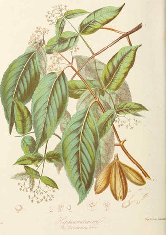 Reproducción/Reproduction 6058484851: Illustrations of the natural orders of plants with groups and descriptions. v.1 London :Sampson Low, Son, and Marston,1868