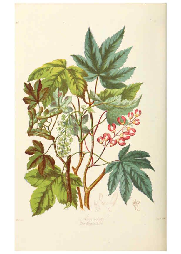 Reproducción/Reproduction 6058484281: Illustrations of the natural orders of plants with groups and descriptions. v.1 London :Sampson Low, Son, and Marston,1868