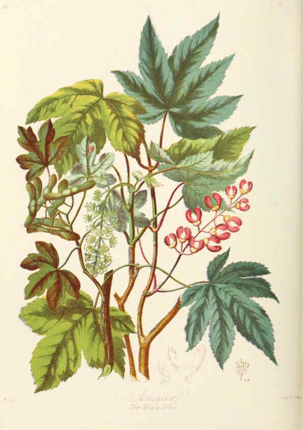 Reproducción/Reproduction 6058484281: Illustrations of the natural orders of plants with groups and descriptions. v.1 London :Sampson Low, Son, and Marston,1868