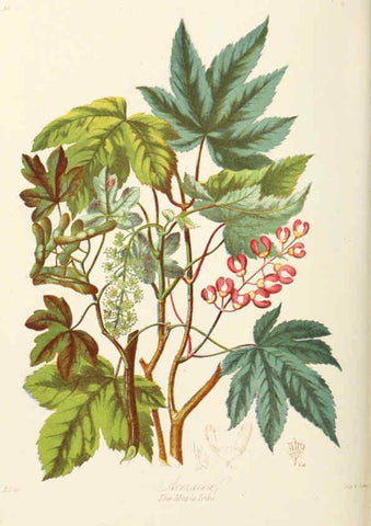 Reproducción/Reproduction 6058484281: Illustrations of the natural orders of plants with groups and descriptions. v.1 London :Sampson Low, Son, and Marston,1868