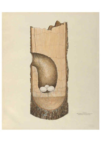 Reproducción/Reproduction 6058941962: Illustrations of the nests and eggs of birds of Ohio. v.2 Circleville, Ohio, U.S.A. :[s.n.],1886 