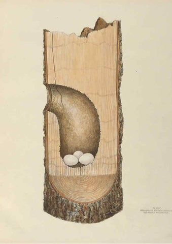 Reproducción/Reproduction 6058941962: Illustrations of the nests and eggs of birds of Ohio. v.2 Circleville, Ohio, U.S.A. :[s.n.],1886 