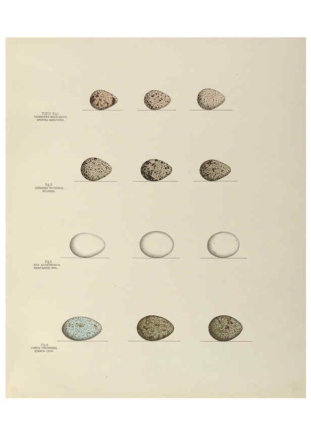 Reproducción/Reproduction 6058942202: Illustrations of the nests and eggs of birds of Ohio. v.2 Circleville, Ohio, U.S.A. :[s.n.],1886 