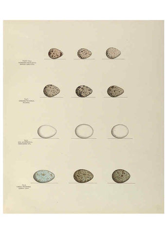 Reproducción/Reproduction 6058942202: Illustrations of the nests and eggs of birds of Ohio. v.2 Circleville, Ohio, U.S.A. :[s.n.],1886 