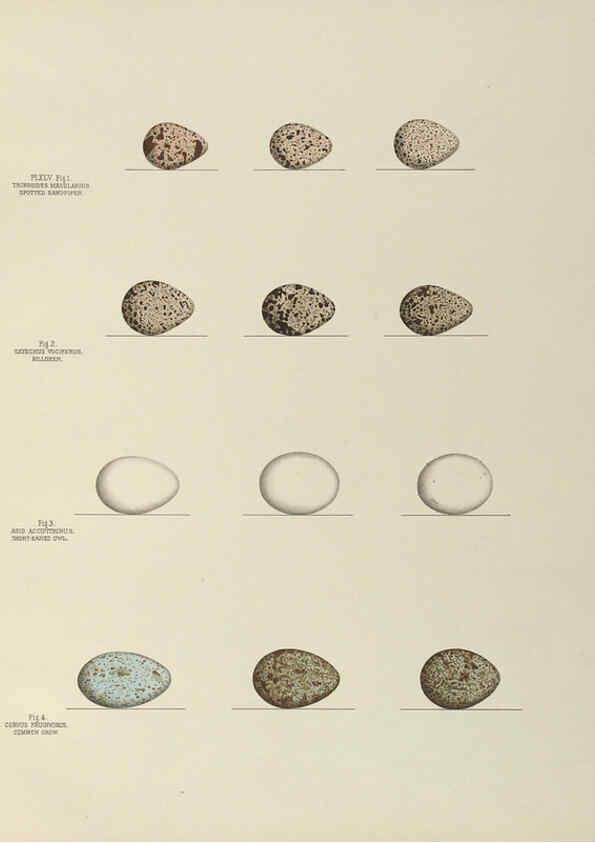 Reproducción/Reproduction 6058942202: Illustrations of the nests and eggs of birds of Ohio. v.2 Circleville, Ohio, U.S.A. :[s.n.],1886 