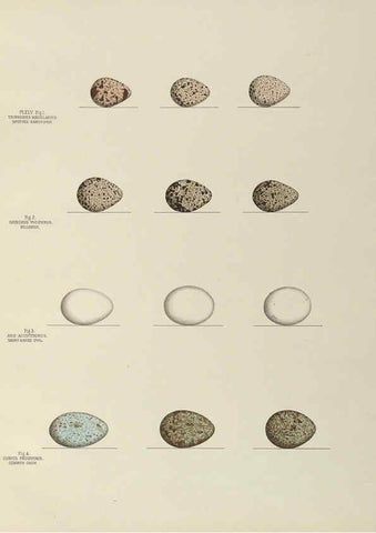 Reproducción/Reproduction 6058942202: Illustrations of the nests and eggs of birds of Ohio. v.2 Circleville, Ohio, U.S.A. :[s.n.],1886 