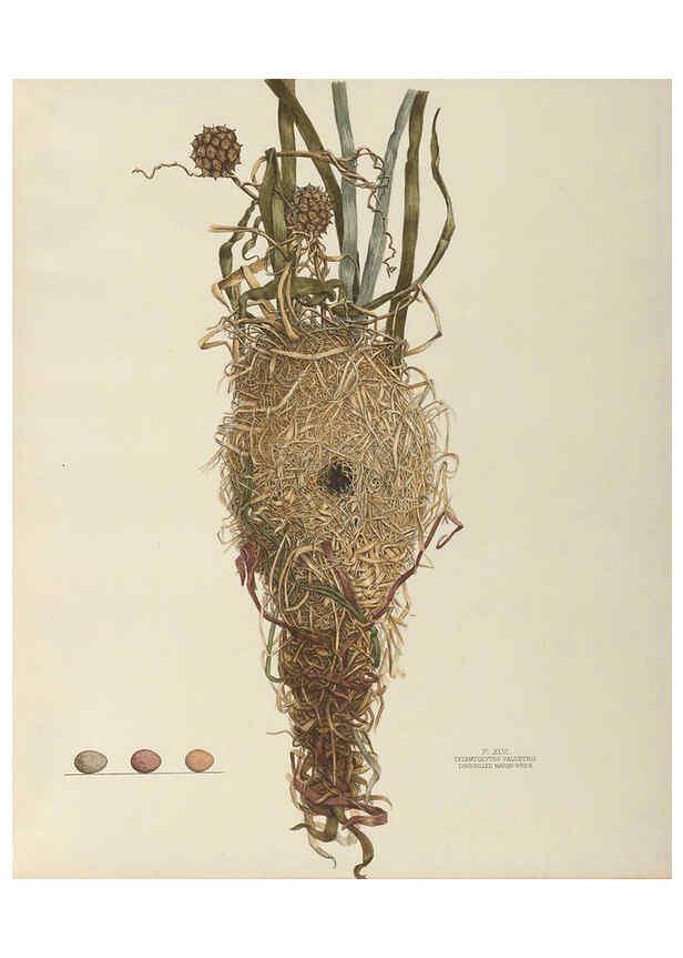 Reproducción/Reproduction 6058395907: Illustrations of the nests and eggs of birds of Ohio. v.2 Circleville, Ohio, U.S.A. :[s.n.],1886 