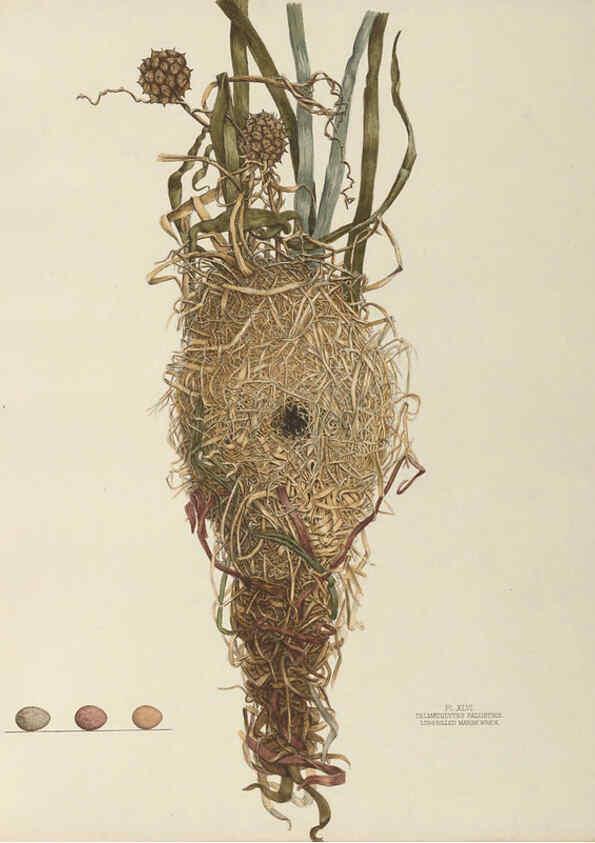 Reproducción/Reproduction 6058395907: Illustrations of the nests and eggs of birds of Ohio. v.2 Circleville, Ohio, U.S.A. :[s.n.],1886 