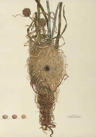 Reproducción/Reproduction 6058395907: Illustrations of the nests and eggs of birds of Ohio. v.2 Circleville, Ohio, U.S.A. :[s.n.],1886 