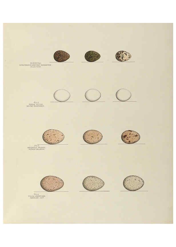 Reproducción/Reproduction 6058943826: Illustrations of the nests and eggs of birds of Ohio. v.2 Circleville, Ohio, U.S.A. :[s.n.],1886 