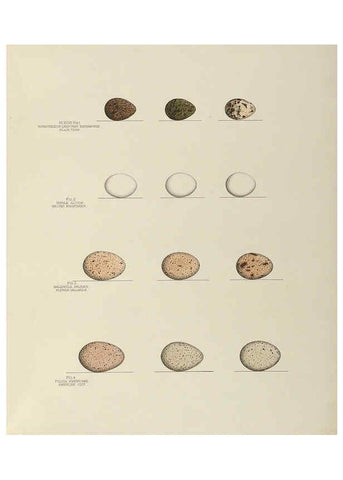 Reproducción/Reproduction 6058943826: Illustrations of the nests and eggs of birds of Ohio. v.2 Circleville, Ohio, U.S.A. :[s.n.],1886 