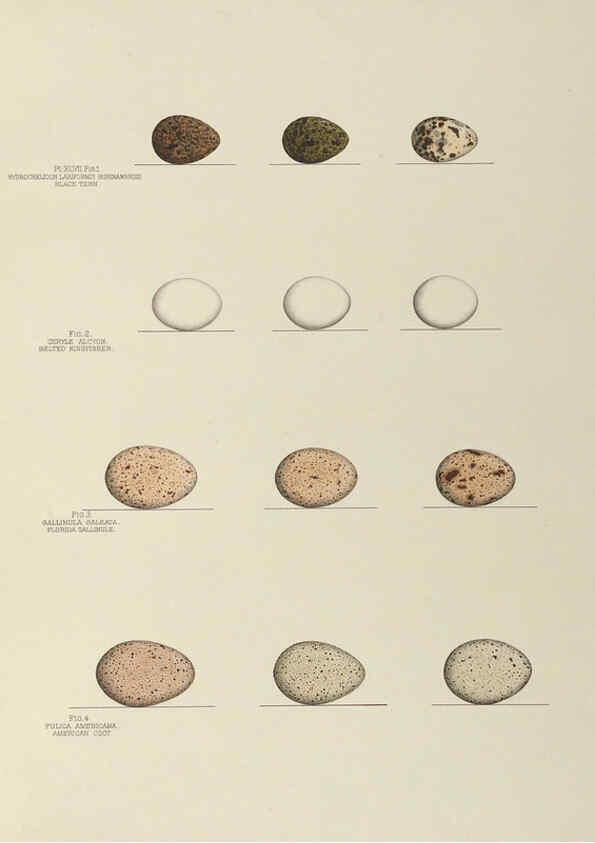 Reproducción/Reproduction 6058943826: Illustrations of the nests and eggs of birds of Ohio. v.2 Circleville, Ohio, U.S.A. :[s.n.],1886 