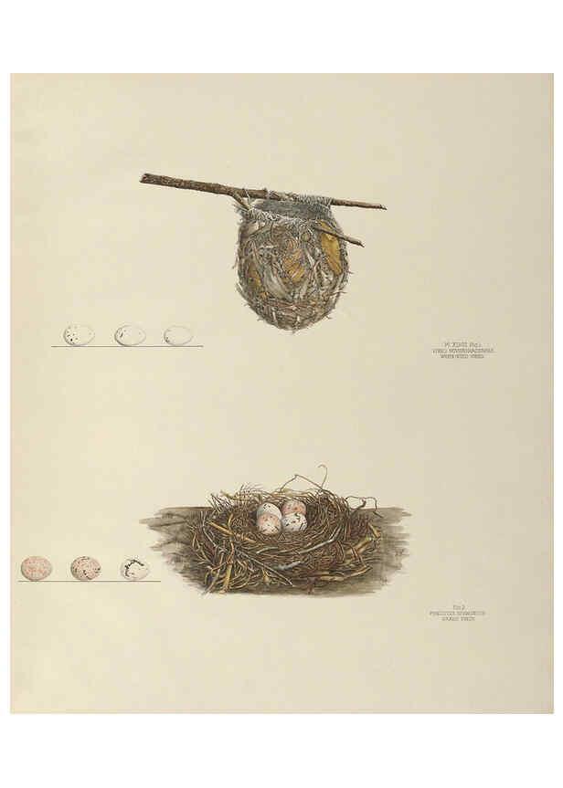 Reproducción/Reproduction 6058396173: Illustrations of the nests and eggs of birds of Ohio. v.2 Circleville, Ohio, U.S.A. :[s.n.],1886 