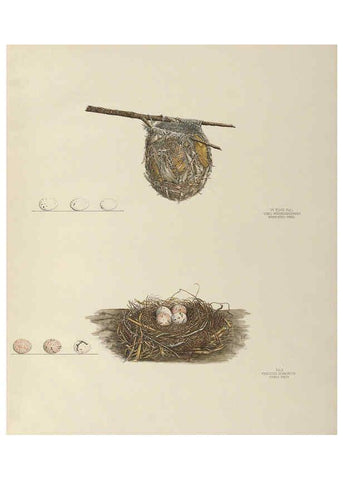 Reproducción/Reproduction 6058396173: Illustrations of the nests and eggs of birds of Ohio. v.2 Circleville, Ohio, U.S.A. :[s.n.],1886 
