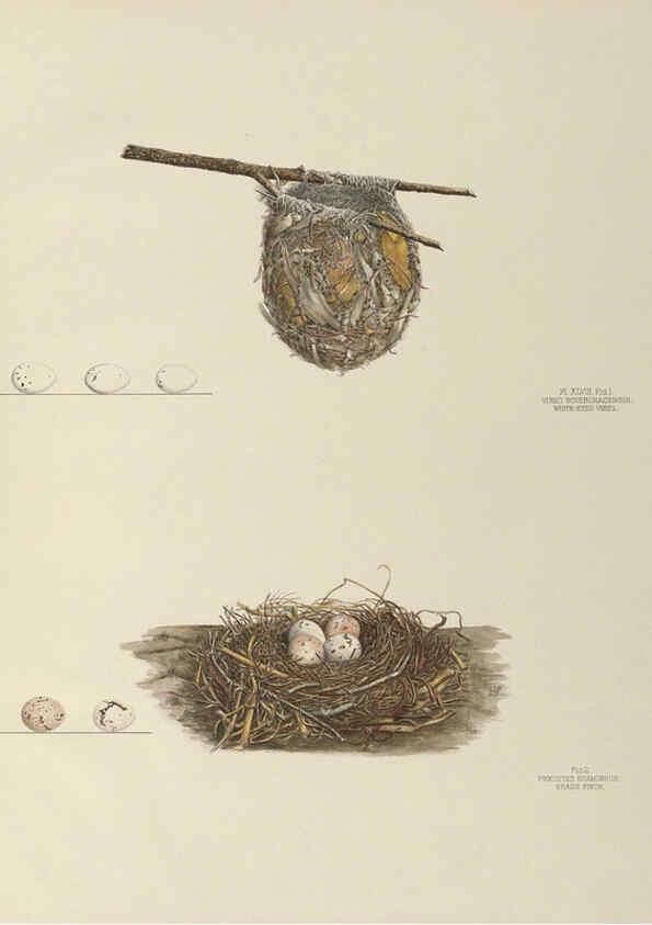 Reproducción/Reproduction 6058396173: Illustrations of the nests and eggs of birds of Ohio. v.2 Circleville, Ohio, U.S.A. :[s.n.],1886 
