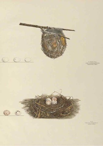Reproducción/Reproduction 6058396173: Illustrations of the nests and eggs of birds of Ohio. v.2 Circleville, Ohio, U.S.A. :[s.n.],1886 