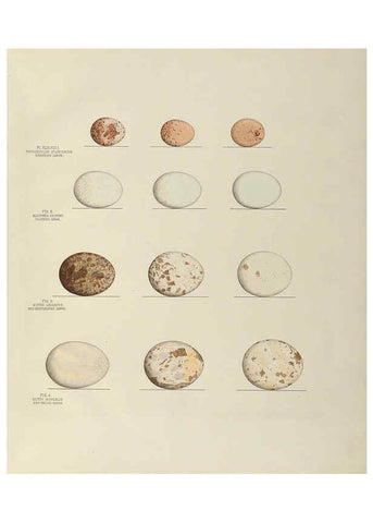 Reproducción/Reproduction 6058397501: Illustrations of the nests and eggs of birds of Ohio. v.2 Circleville, Ohio, U.S.A. :[s.n.],1886 