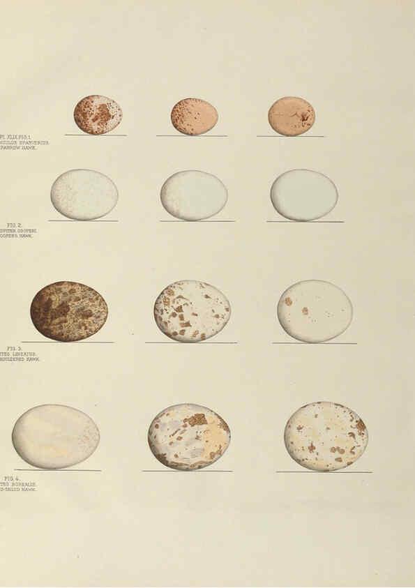 Reproducción/Reproduction 6058397501: Illustrations of the nests and eggs of birds of Ohio. v.2 Circleville, Ohio, U.S.A. :[s.n.],1886 
