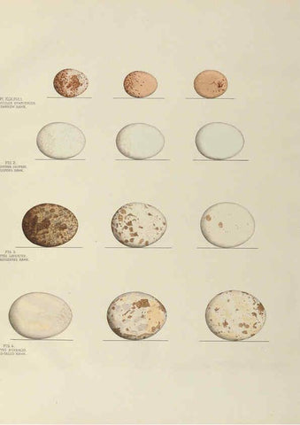 Reproducción/Reproduction 6058397501: Illustrations of the nests and eggs of birds of Ohio. v.2 Circleville, Ohio, U.S.A. :[s.n.],1886 