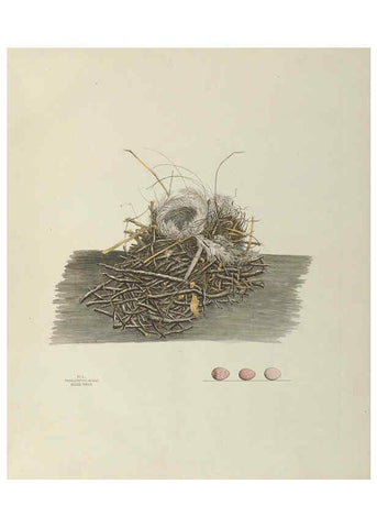 Reproducción/Reproduction 6058397721: Illustrations of the nests and eggs of birds of Ohio. v.2 Circleville, Ohio, U.S.A. :[s.n.],1886 