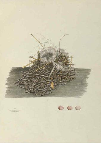 Reproducción/Reproduction 6058397721: Illustrations of the nests and eggs of birds of Ohio. v.2 Circleville, Ohio, U.S.A. :[s.n.],1886 