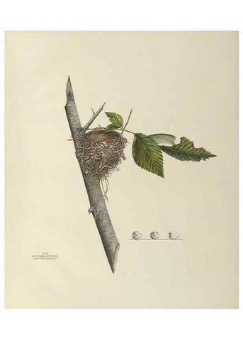 Reproducción/Reproduction 6058397839: Illustrations of the nests and eggs of birds of Ohio. v.2 Circleville, Ohio, U.S.A. :[s.n.],1886 