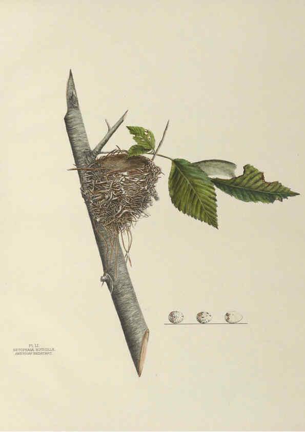 Reproducción/Reproduction 6058397839: Illustrations of the nests and eggs of birds of Ohio. v.2 Circleville, Ohio, U.S.A. :[s.n.],1886 