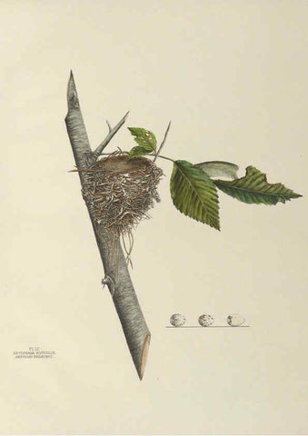 Reproducción/Reproduction 6058397839: Illustrations of the nests and eggs of birds of Ohio. v.2 Circleville, Ohio, U.S.A. :[s.n.],1886 
