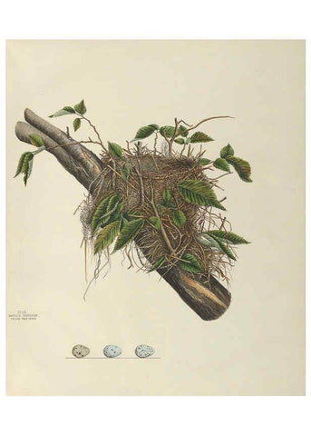 Reproducción/Reproduction 6058397999: Illustrations of the nests and eggs of birds of Ohio. v.2 Circleville, Ohio, U.S.A. :[s.n.],1886 