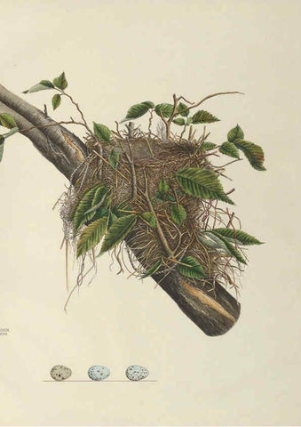 Reproducción/Reproduction 6058397999: Illustrations of the nests and eggs of birds of Ohio. v.2 Circleville, Ohio, U.S.A. :[s.n.],1886 