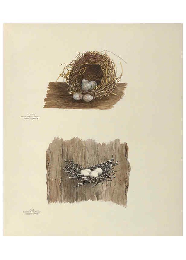 Reproducción/Reproduction 6058398199: Illustrations of the nests and eggs of birds of Ohio. v.2 Circleville, Ohio, U.S.A. :[s.n.],1886 