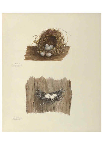 Reproducción/Reproduction 6058398199: Illustrations of the nests and eggs of birds of Ohio. v.2 Circleville, Ohio, U.S.A. :[s.n.],1886 
