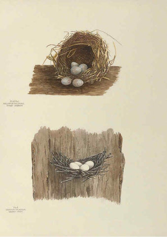 Reproducción/Reproduction 6058398199: Illustrations of the nests and eggs of birds of Ohio. v.2 Circleville, Ohio, U.S.A. :[s.n.],1886 