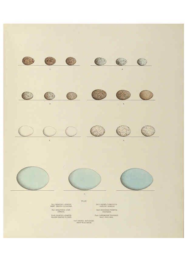 Reproducción/Reproduction 6058398339: Illustrations of the nests and eggs of birds of Ohio. v.2 Circleville, Ohio, U.S.A. :[s.n.],1886 