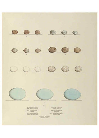 Reproducción/Reproduction 6058398339: Illustrations of the nests and eggs of birds of Ohio. v.2 Circleville, Ohio, U.S.A. :[s.n.],1886 